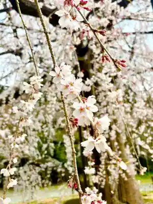 八幡社の{uncategorized: "未分類", other: "その他", undefined: "問題あり", building: "その他建物", grave: "お墓", sacred_gate: "鳥居", guardian: "狛犬", statue: "像", buddha: "仏像", history: "歴史", nature: "自然", garden: "庭園", animal: "動物", pagoda: "塔", temizu: "手水舎", mountain_gate: "山門・神門", sanctuary: "本殿・本堂", subordinate: "末社・摂社", art: "芸術", scenery: "景色", jizo: "地蔵", ema: "絵馬", goshuin: "御朱印", omikuji: "おみくじ", items: "授与品その他", amulet: "お守り", goshuincho: "御朱印帳", eats: "食事", festival: "お祭り", votive_dance: "神楽", shichigosan: "七五三参", wedding: "結婚式", experience: "体験その他", initially: "初詣", around: "周辺", anti_infection: "感染症対策"}