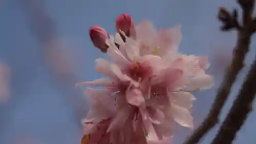 妙蓮寺(京都府)