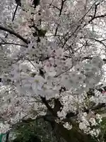 阿佐ヶ谷神明宮(東京都)