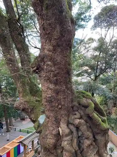 來宮神社(静岡県)