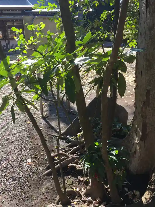 井草八幡宮(東京都)