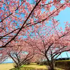 鎌田神明宮の自然