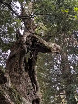 大杉神社(茨城県)