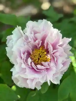 薬師院(兵庫県)