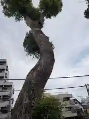 田無神社の自然