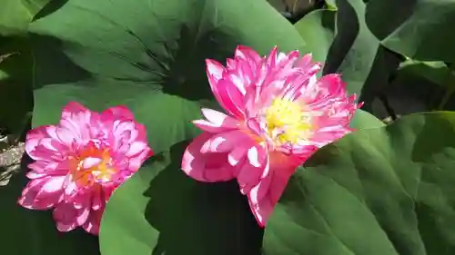 法金剛院の自然