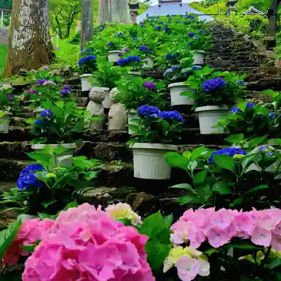 普門寺(切り絵御朱印発祥の寺)(愛知県)