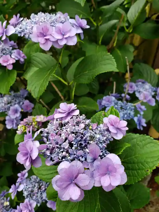 中野沼袋氷川神社(東京都)