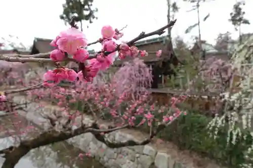 北野天満宮の自然