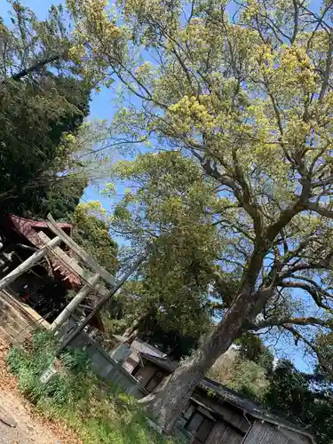 宇部八幡神社の自然