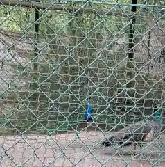 進雄神社の動物