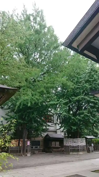 天祖神社の自然