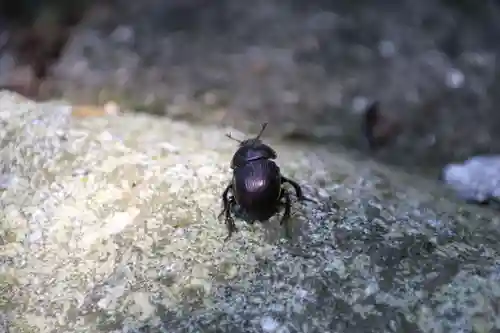 鹿島大神宮の動物