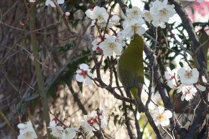 菅原天満宮(菅原神社)(奈良県)