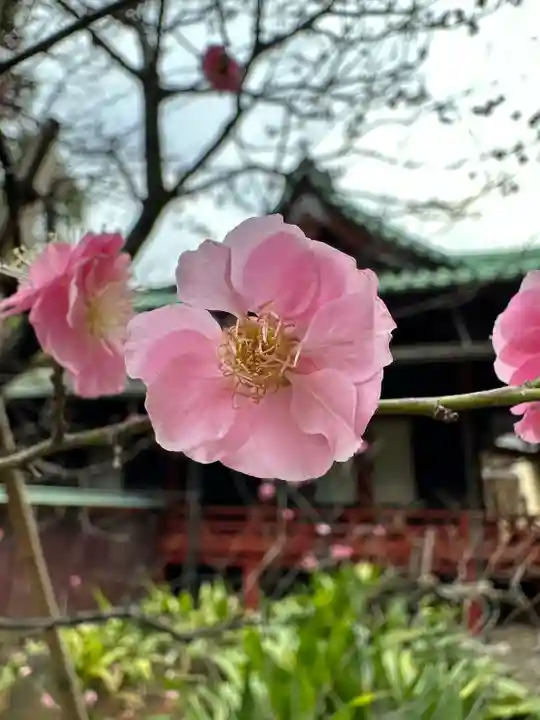 赤坂氷川神社(東京都)
