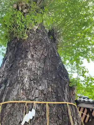 柏神社(千葉県)