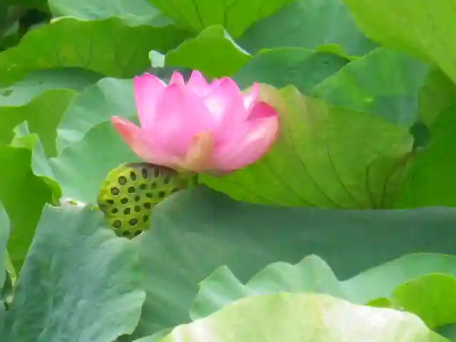 鶴岡八幡宮の自然