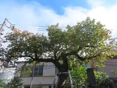 谷中 妙福寺(東京都)