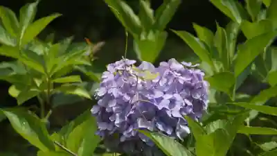平安神宮(京都府)