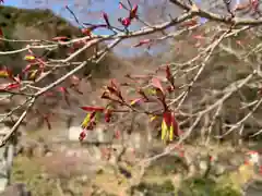 普門寺(切り絵御朱印発祥の寺)の自然