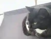 岡部春日神社~👹鬼門よけの🌺花咲く🌺やしろ~(福島県)