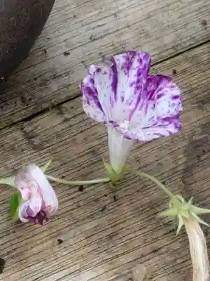 谷中 妙福寺(東京都)