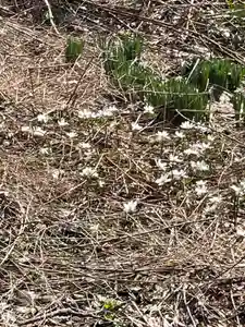 国上寺(新潟県)(2026年03月25日(水) 08時38分38秒投稿)