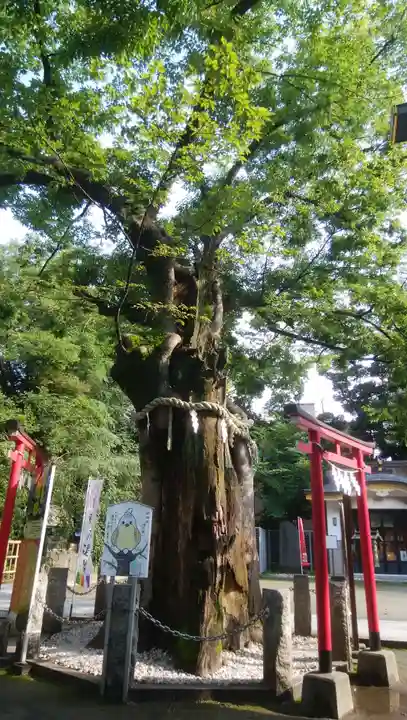 新田神社の自然