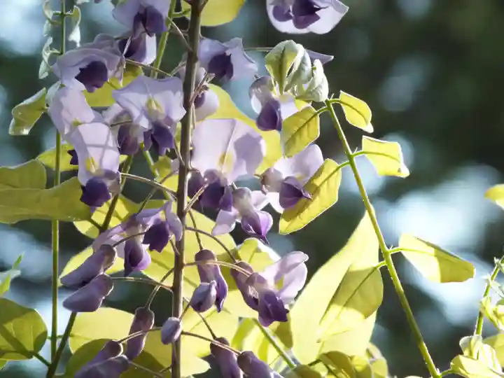 立木神社の自然