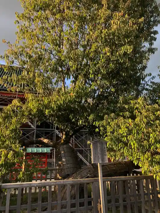 平安神宮(京都府)