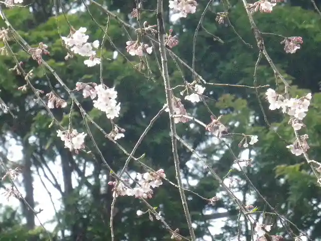 安國論寺(安国論寺)の自然