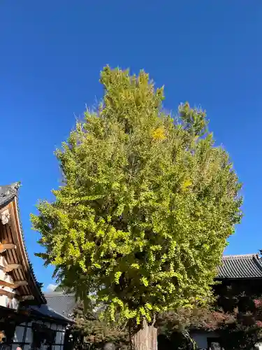 永保寺(岐阜県)