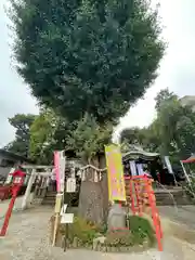 川越八幡宮の自然