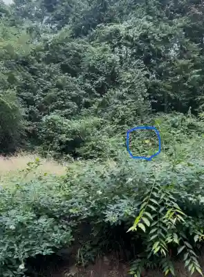 諏訪大社下社春宮(長野県)