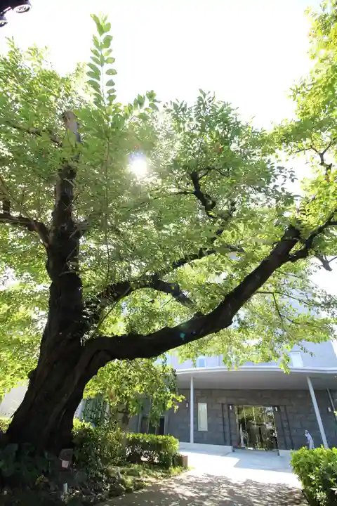 安養院(東京都)