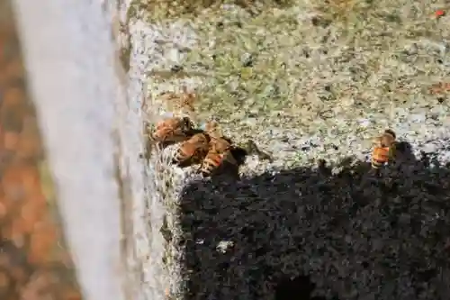 愛宕神社の自然