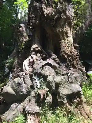 來宮神社(静岡県)
