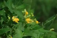 高司神社〜むすびの神の鎮まる社〜の自然