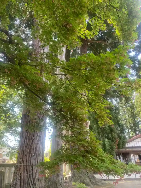 總宮神社の{uncategorized: "未分類", other: "その他", undefined: "問題あり", building: "その他建物", grave: "お墓", sacred_gate: "鳥居", guardian: "狛犬", statue: "像", buddha: "仏像", history: "歴史", nature: "自然", garden: "庭園", animal: "動物", pagoda: "塔", temizu: "手水舎", mountain_gate: "山門・神門", sanctuary: "本殿・本堂", subordinate: "末社・摂社", art: "芸術", scenery: "景色", jizo: "地蔵", ema: "絵馬", goshuin: "御朱印", omikuji: "おみくじ", items: "授与品その他", amulet: "お守り", goshuincho: "御朱印帳", eats: "食事", festival: "お祭り", votive_dance: "神楽", shichigosan: "七五三参", wedding: "結婚式", experience: "体験その他", initially: "初詣", around: "周辺", anti_infection: "感染症対策"}
