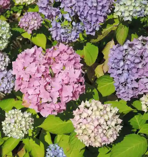 観音正寺の自然