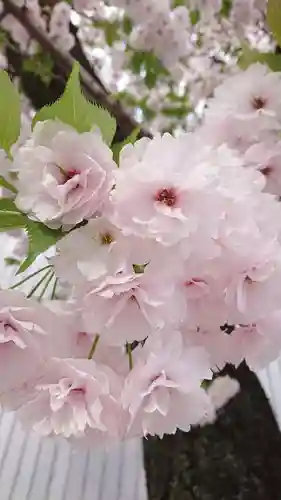 赤城神社の自然