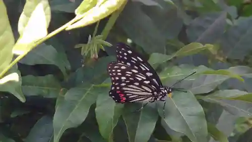 小名浜鹿島神社の自然