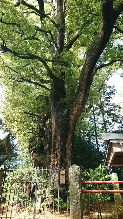 神崎神社(千葉県)
