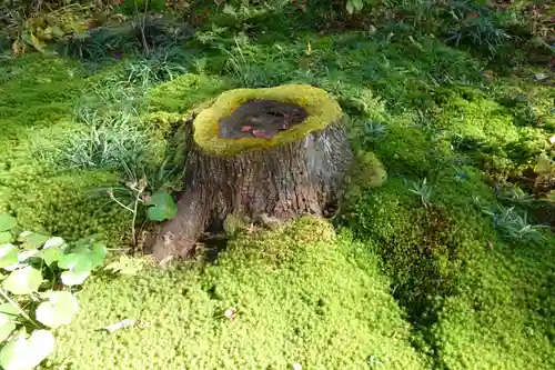 三千院門跡の自然