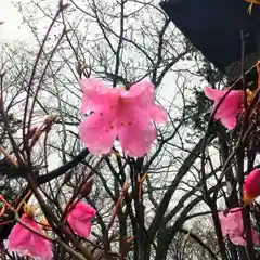 彌彦神社　(伊夜日子神社)(北海道)