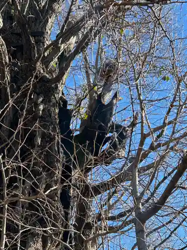 飛木稲荷神社(東京都)