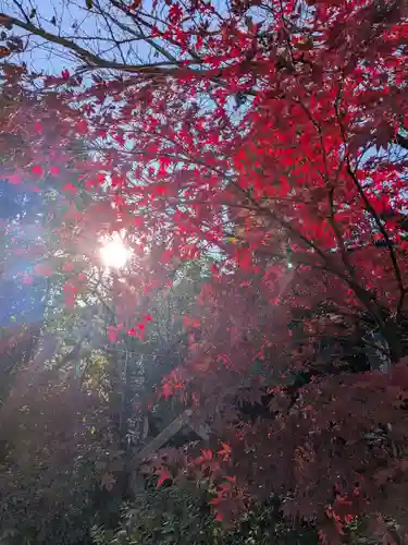 阿佐ヶ谷神明宮(東京都)