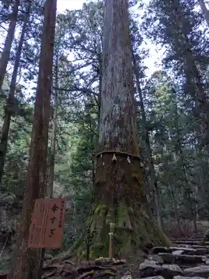 鳳来寺山奥の院の自然