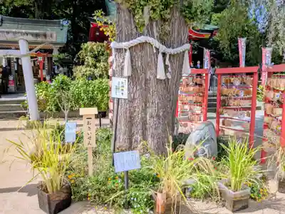 川越八幡宮(埼玉県)
