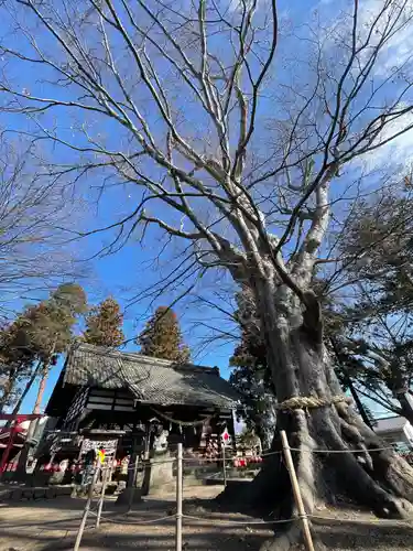 白鳥神社の自然